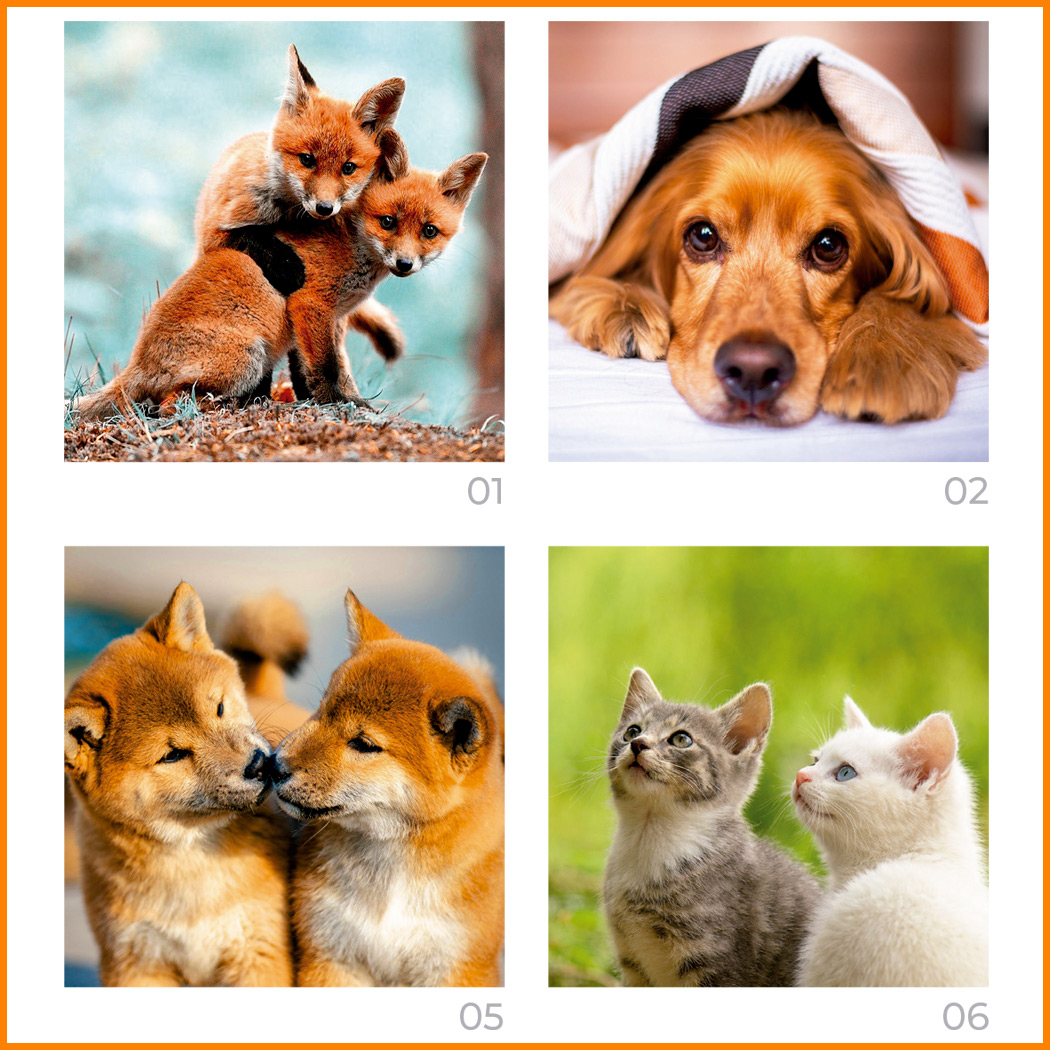 Sobremesas 56 con Mascotas FOTOS DE ANIMALES - Imagen 3