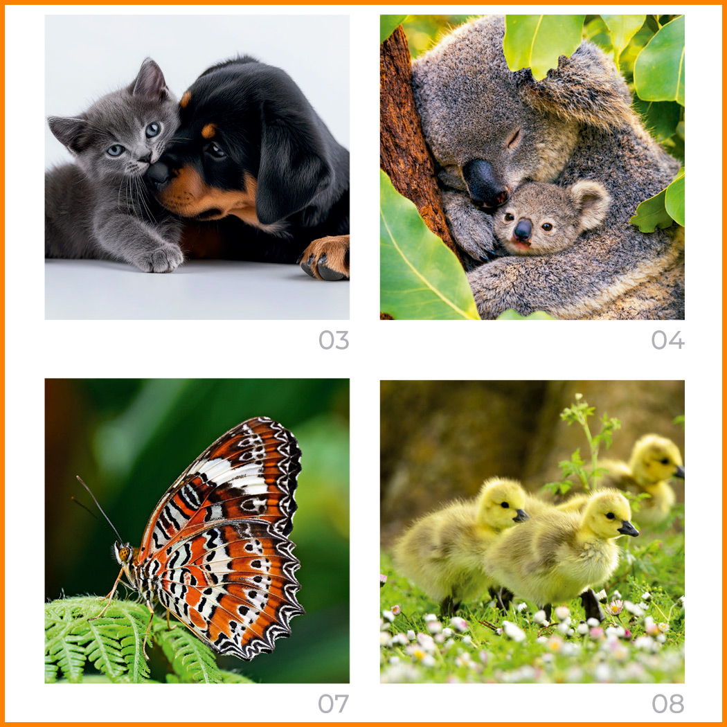 Sobremesas 56 con Mascotas FOTOS DE ANIMALES - Imagen 4