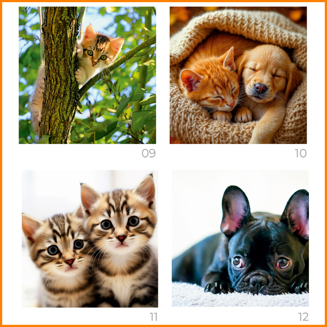 Sobremesas 56 con Mascotas FOTOS DE ANIMALES - Imagen 5