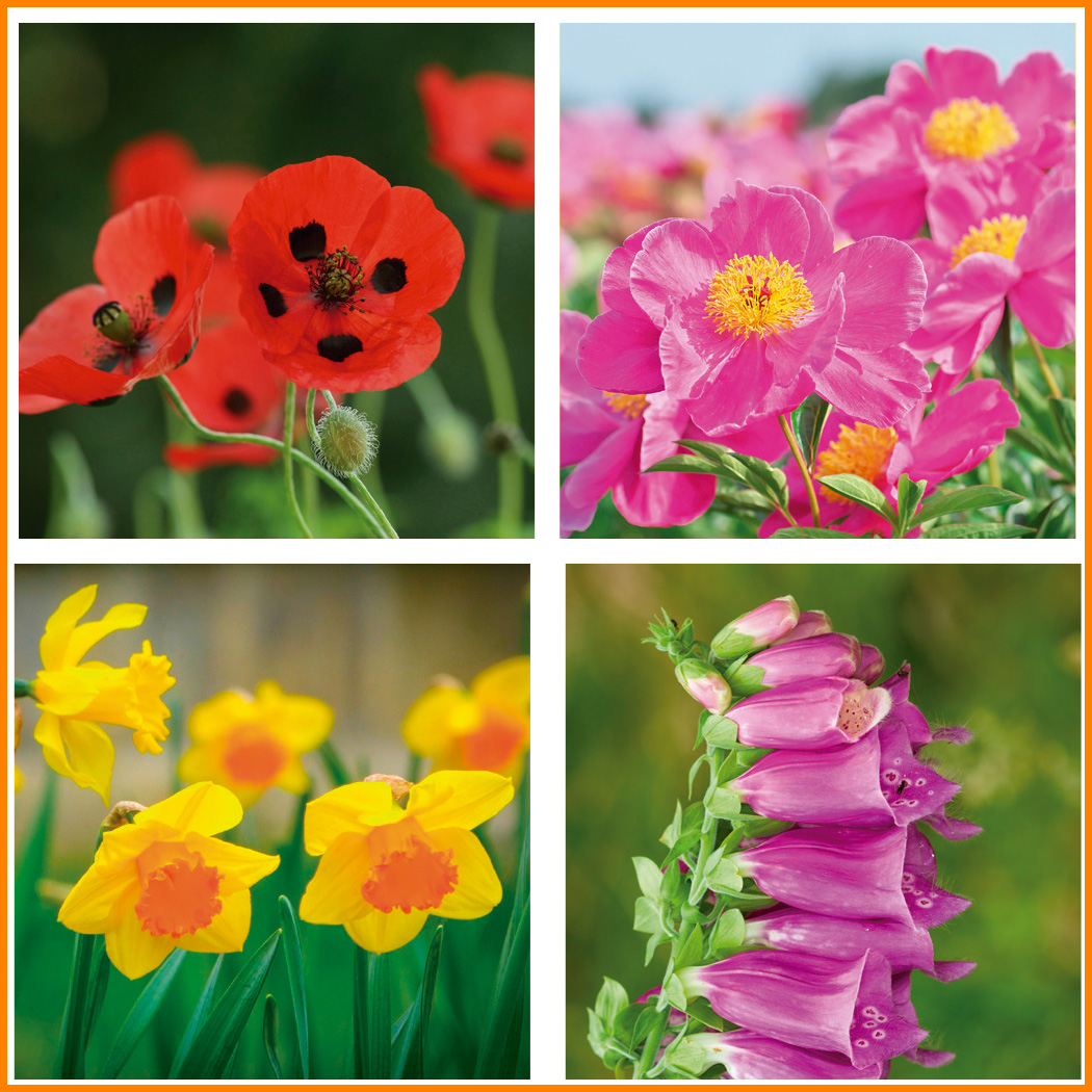 Sobremesa 57 FOTOS MOTIVOS FLORALES - Imagen 2