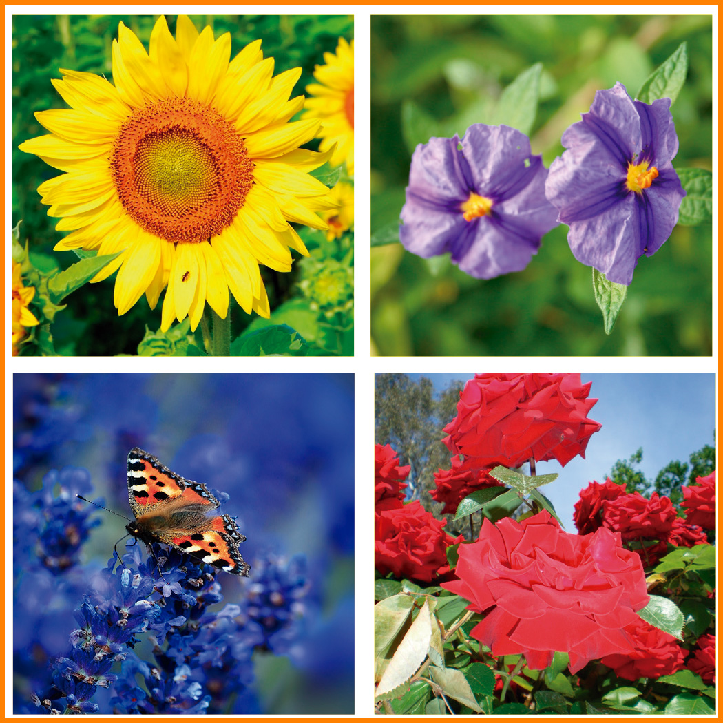 Sobremesa 57 FOTOS MOTIVOS FLORALES - Imagen 3